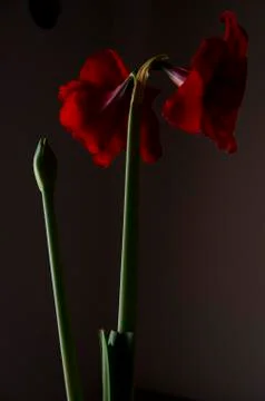 Red Flower With Sprout In Dramatic Side Light Stock Photos