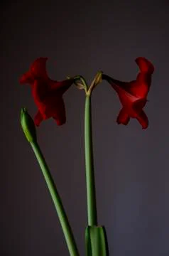 Red Flower With Sprout In Dramatic Side Light Stock Photos