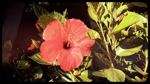 A red flower standing in park during sunny day with retro colors Video stock 143500212