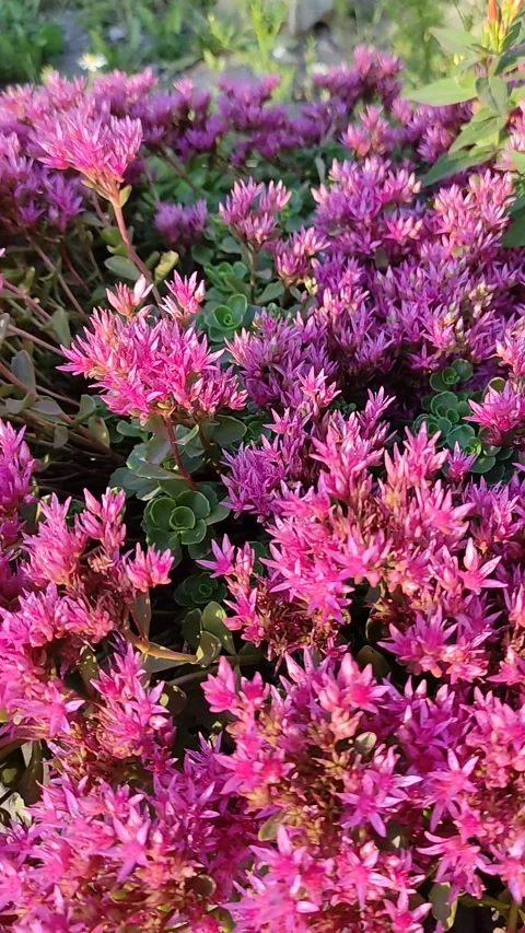 Red flower on summer meadow Stock Footage 158316088