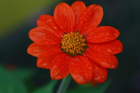 Red flower in summer Stock Photos
