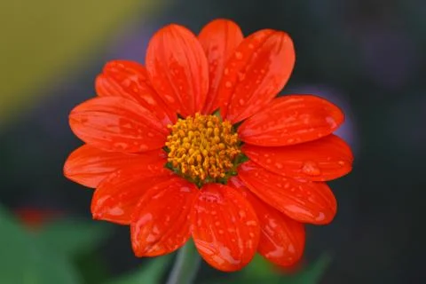 Red flower in summer Foto stock