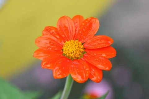 Red flower in summer Stock Photos