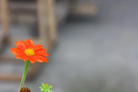 Red flower in summer Stock Photos