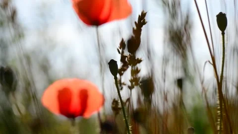 Red flower at summer time on the field - focus in /out Stock Footage 158033914