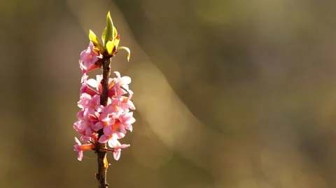 Red flower in the sun Stock Footage 62766991