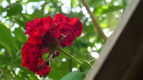 Red flower in the sun Stock Footage 108729988