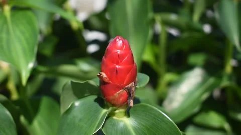 Red Flower Surrounded by Ants Stock Footage 176128131