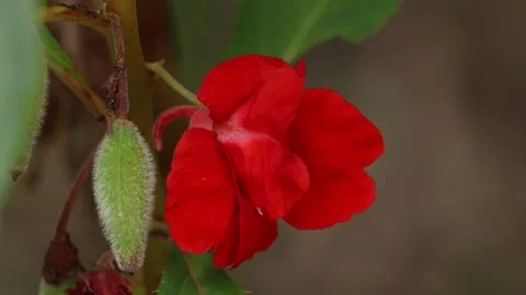 Red flower swaying by the wind Stock Footage 134287108
