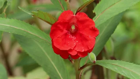 Red  flower swaying by the wind Stock Footage 134841949