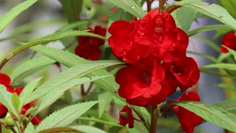 Red  flower swaying by the wind Stock Footage 134843668