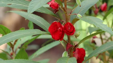 Red flower swaying by wind Stock Footage 134904444