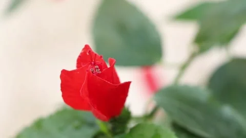 Red flower swing in wind. Stock Footage 171600936
