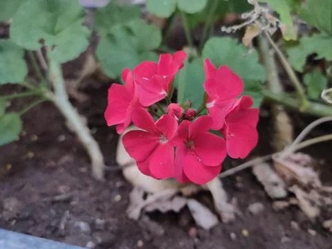 Red flower template Stock Photos