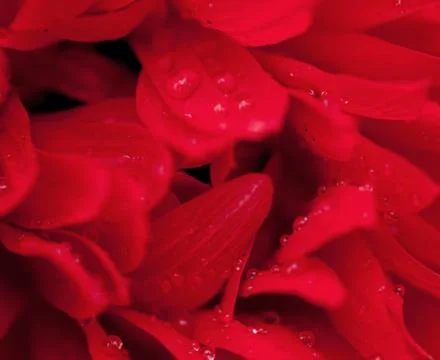 Red flower texture background close up Foto stock