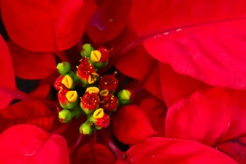 Red flower texture background close up to pollen Foto stock