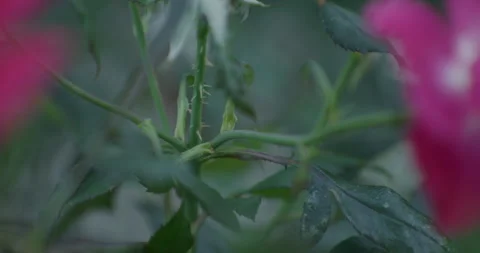 Red Flower Thorns Close up Stock Footage 263985084