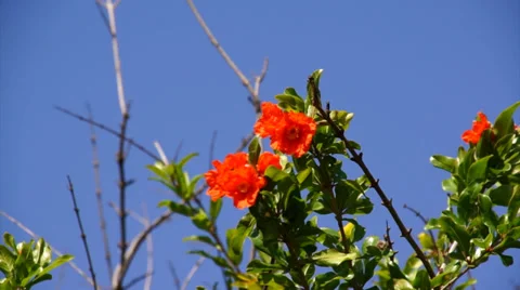Red flower with tiny bee Stock Footage 35152391