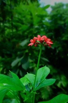 Red flower, Tiny red flower in garden, Red flower  bouquet. Stock Photos