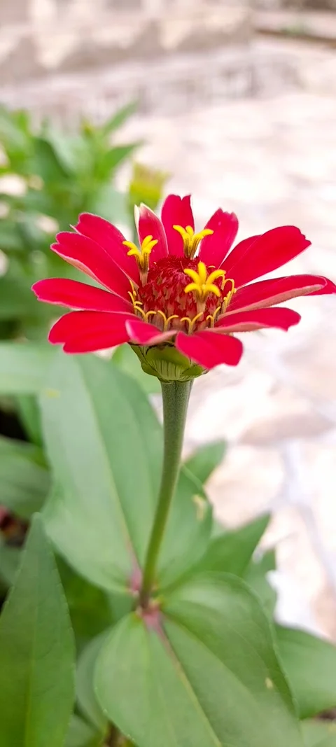 Red Flower for Transition Editing Stock Footage 329256085