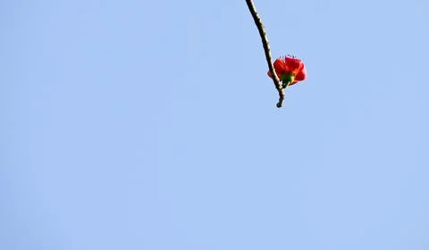 Red Flower on Tree Branch Against Clear Blue Sky Stock Photos