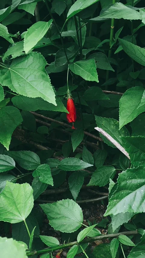 Red flower on the tree, bright red flowers, red flowers in the forest, Stock Footage 237261009