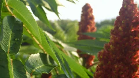 Red Flower Tree Video stock 11754836