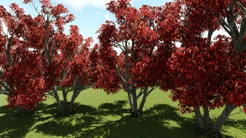Red flower Tree Stock Footage 337787853