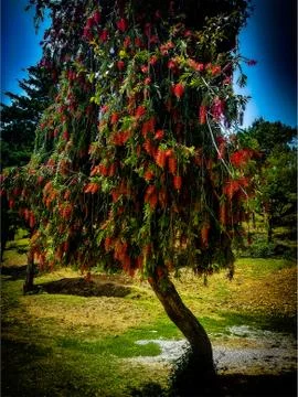 Red flower tree in a forest Stock Photos