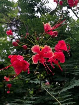 Red flower of a tree Stock Photos