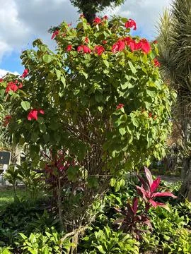 Red Flower Tree Stock Photos