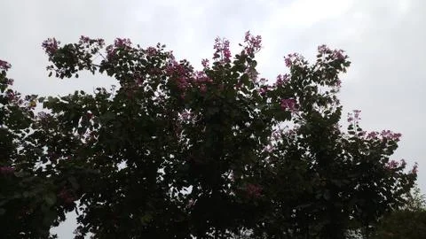 Red flower in tree with sky Foto stock