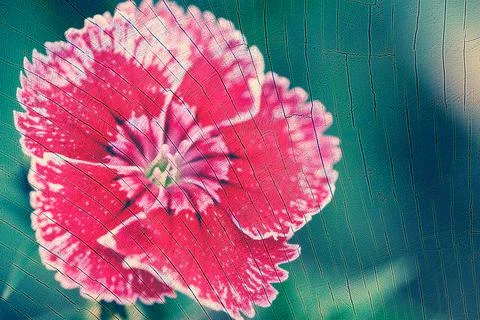Red flower on tree stump texture background. Stock Photos