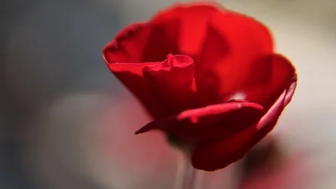 Red flower tulip on the wind close up Stock Footage 113197110