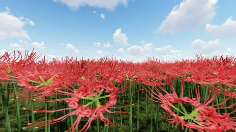 Red Flower under the Sky Stock Footage 338339136