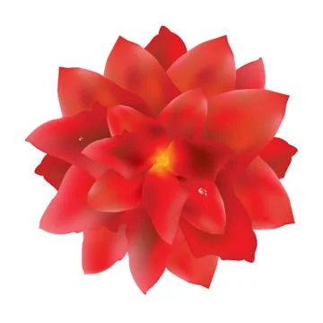 Red flower with water drops Stock Illustration