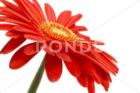 Red flower on a white background Stock Photos