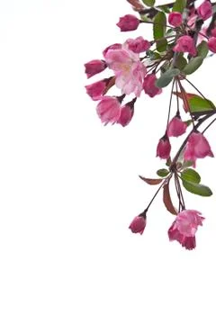 Red flower on white background Stock Photos