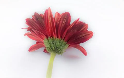 Red flower on white background Stockfoto's