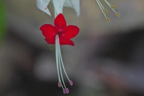 A red flower with a white stem Stock Photos