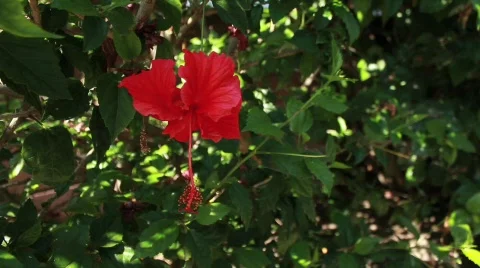 Red Flower Wide Video stock 738476