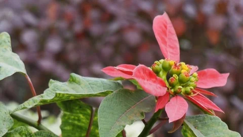 Red Flower in Wind Closeup Stock Footage 71154569