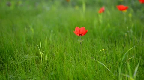 Red flower in a wind Stock Footage 21328213