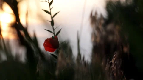 Red flower on the wind. Stock Footage 34753617