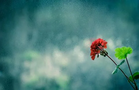 Red flower at the window. Stock Photos