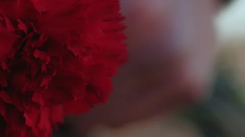 Red Flower in Winter Stock-Footage 33695593
