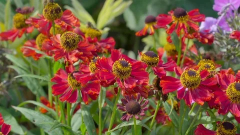 The red flower with yellow bud in the middle Stock Footage 69881860