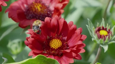 Red flower with yellow center. Bees visit blossoms in garden setting. Green Stock Footage 345257408