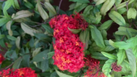 Red flower - Zoom In Video stock 171110143