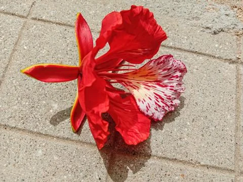 Red flower,bloosm,nature Stock Photos